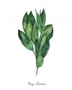 Bouquet de feuilles de laurier - an