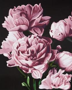Pivoines roses