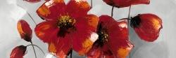 Anemone flowers