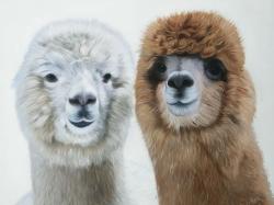 Two lamas