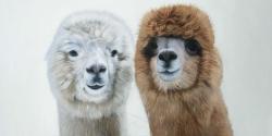 Two lamas