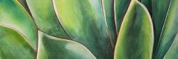 Plante d'agave à l'aquarelle