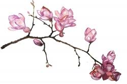 Branch of cherry blossoms