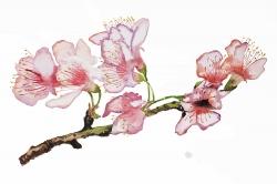 Branch of cherry blossom in pink