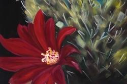Echinopsis red cactus flower