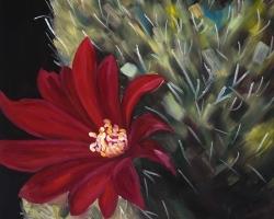 Echinopsis red cactus flower