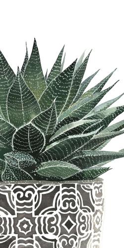 Zebra plant succulent