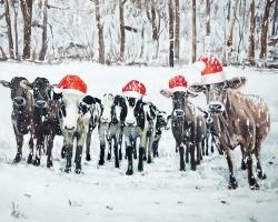 Curious christmas cows