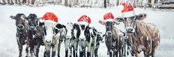 Curious christmas cows