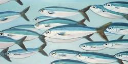 Small fish of caesio caerulaurea