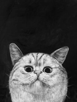 Watching cat