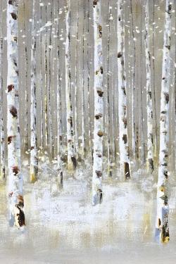 Birch forest by winter