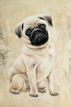 Small pug dog