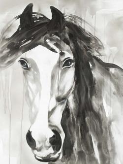 Beautiful wild horse