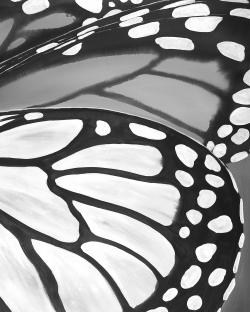 Plan rapproché d'ailes de papillon
