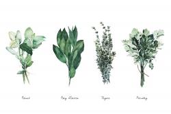 Fine herbs