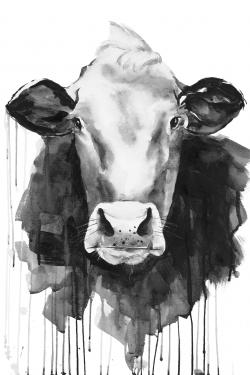 Vache