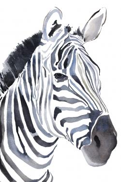 Watercolor zebra