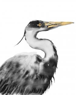 Great heron