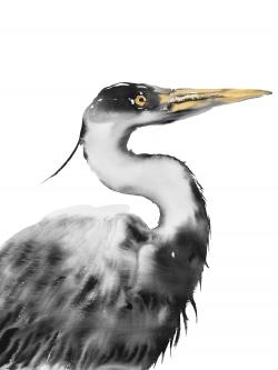 Great heron