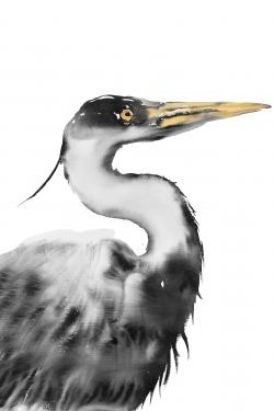 Great heron