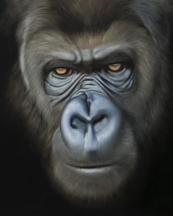 Visage de gorille