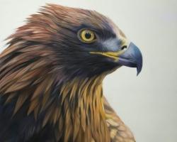 Brown-headed eagle