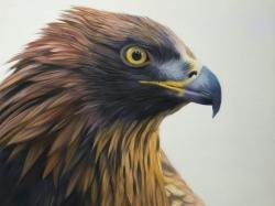Brown-headed eagle