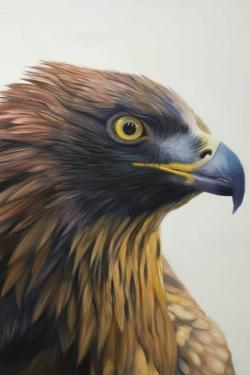 Brown-headed eagle
