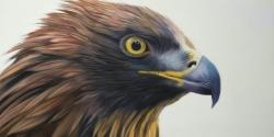 Brown-headed eagle