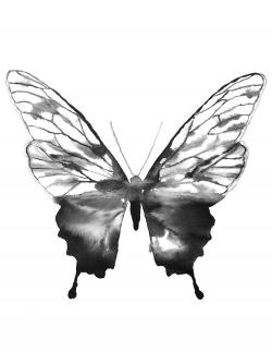 Esquisse de papillon noir