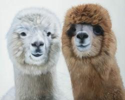 Two lamas