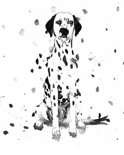 Chien dalmatien