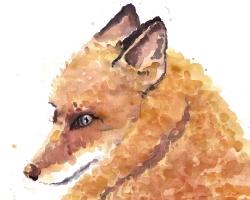 Renard
