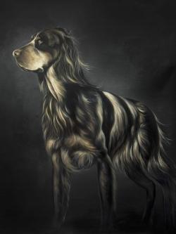 Picard spaniel