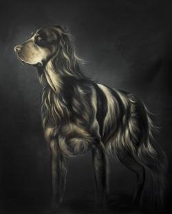 Picard spaniel