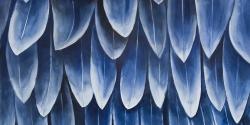 Plumage bleu