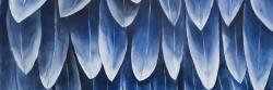 Plumage bleu