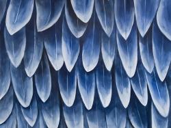 Plumage bleu