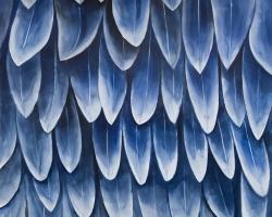 Plumage bleu