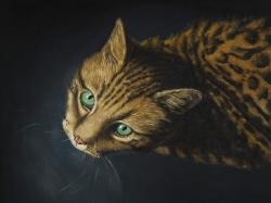 Bengal cat