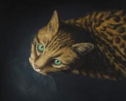 Bengal cat