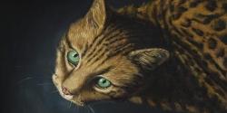 Bengal cat