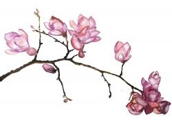 Branch of cherry blossoms