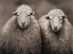 Moutons sépia