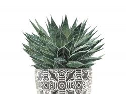 Zebra plant succulent