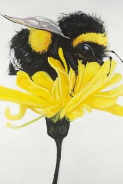 Bumblebee on a dandelion