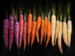 Colorful carrots