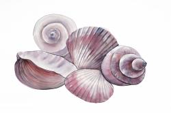 Seaside shells