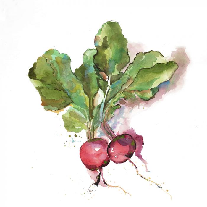 Radis à l'aquarelle